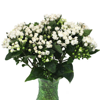 Bouvardia White Flower