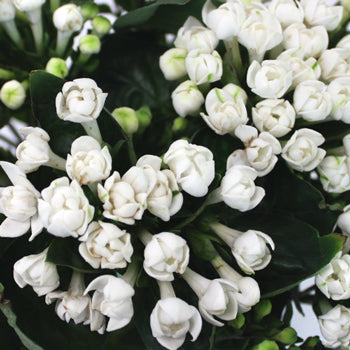 Bouvardia White Flower