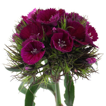 Dianthus Fuchsia Purple Flower
