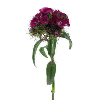 Dianthus Fuchsia Purple Flower