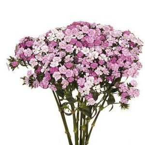 Pink Dianthus Flower