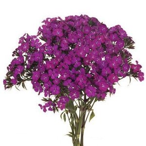 Dianthus Fuchsia Purple Flower