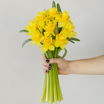 Double Trouble Daffodil Flower