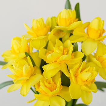 Double Trouble Daffodil Flower