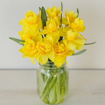 Double Trouble Daffodil Flower