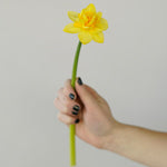 Double Trouble Daffodil Flower