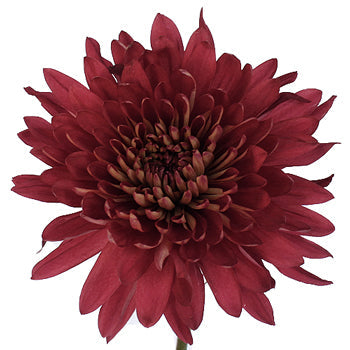 Fall Terracotta Flower