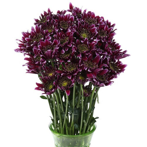 Disco Diva Pom Flower