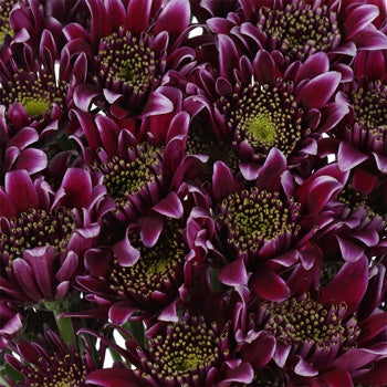 Disco Diva Pom Flower