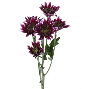Disco Diva Pom Flower