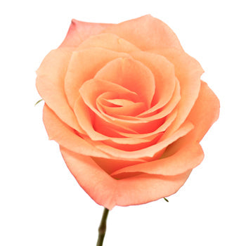 Tangerine Sunrise Sweetheart Roses