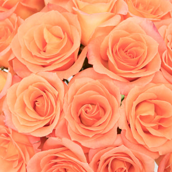 Tangerine Sunrise Sweetheart Roses