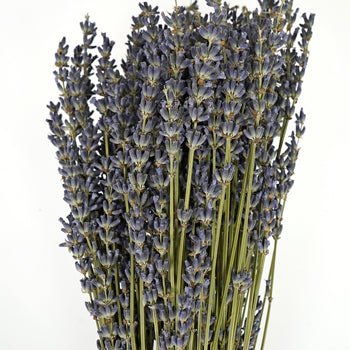 Dried Lavender Bulk Bunches