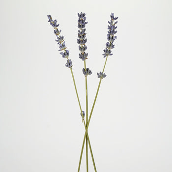 Dried Lavender Bulk Bunches