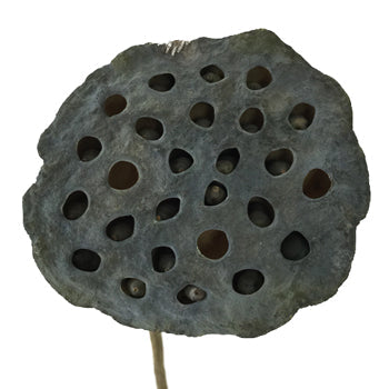 Dried Lotus Pods