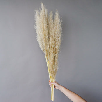 Dried Pampas Grass