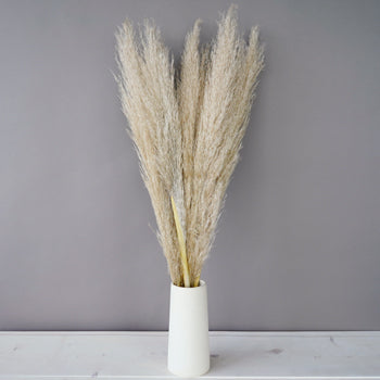 Dried Pampas Grass