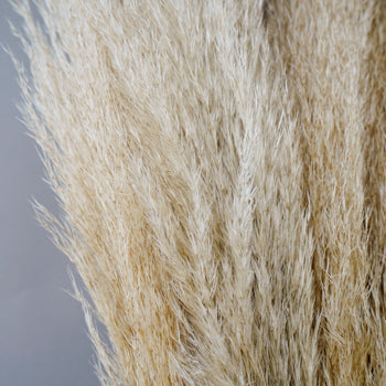 Dried Pampas Grass