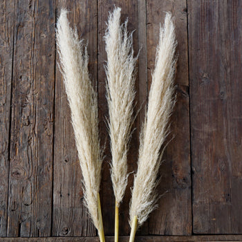Dried Pampas Grass