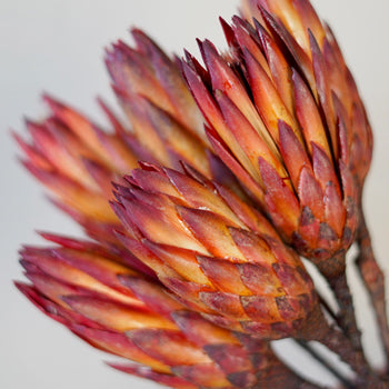 Dried Red Protea Flower