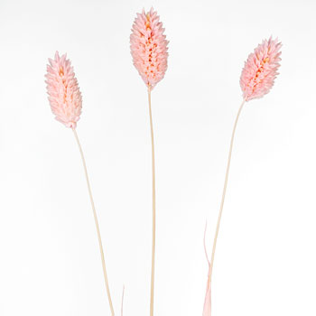 Dried Canary Grass for Weddings