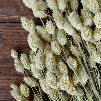 Dried Natural Canary Grass Phalaris Close up