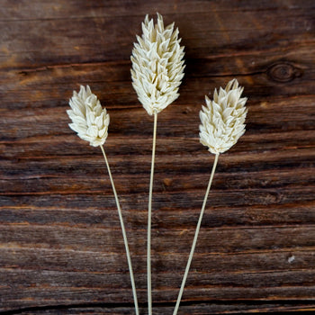 Dried Natural Canary Grass Phalaris blooms