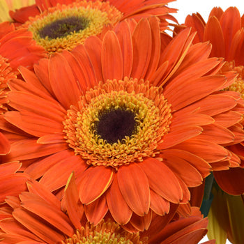 Sherbert Orange Gerbera
