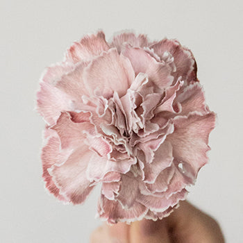 Dusty Pink Carnations  single stem