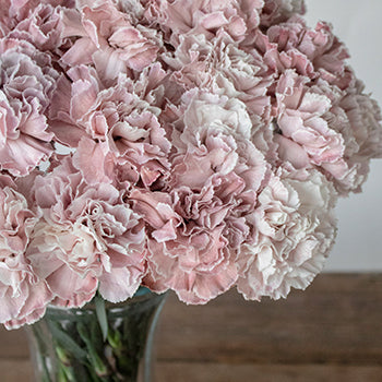 Dusty Pink Carnations tight up close