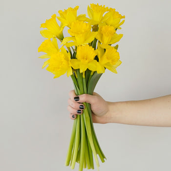 Daffodil Yellow Bulk Flower