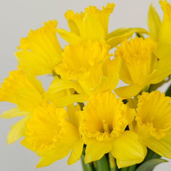 Daffodil Yellow Bulk Flower