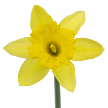 Pencil Daffodil Flower