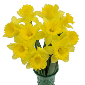 Pencil Daffodil Flower