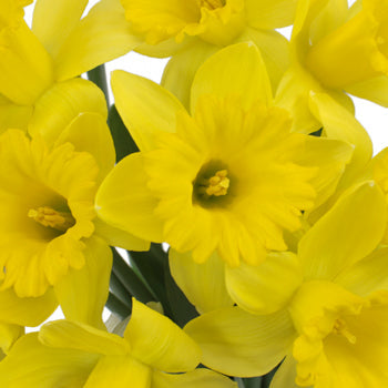 Pencil Daffodil Flower