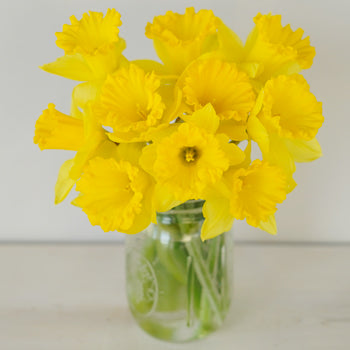 Daffodil Yellow Bulk Flower