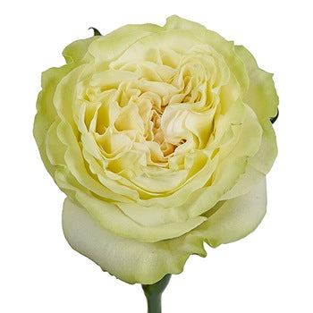 Vintage Petticoat Rose