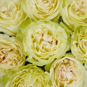 Vintage Petticoat Rose