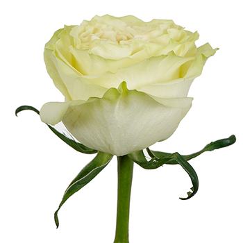 Vintage Petticoat Rose