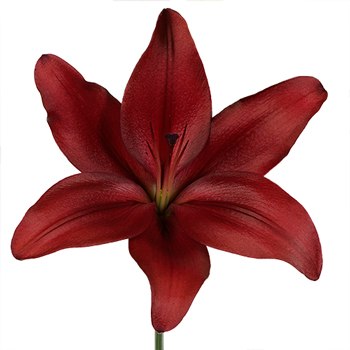 Carmina Red Hybrid Lily