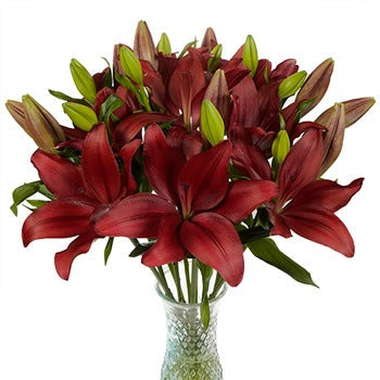 Carmina Red Hybrid Lily