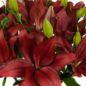 Carmina Red Hybrid Lily