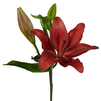 Carmina Red Hybrid Lily