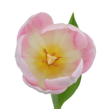 Dynasty Pink Fresh Tulips
