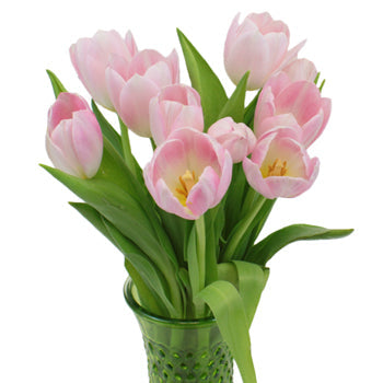 Dynasty Pink Fresh Tulips