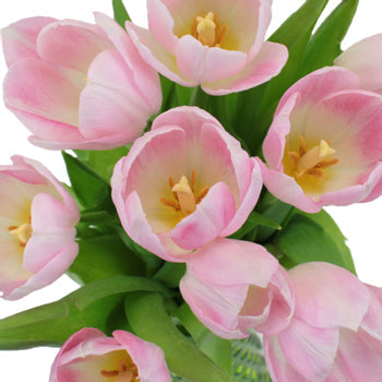 Dynasty Pink Fresh Tulips