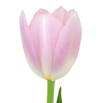 Dynasty Pink Fresh Tulips