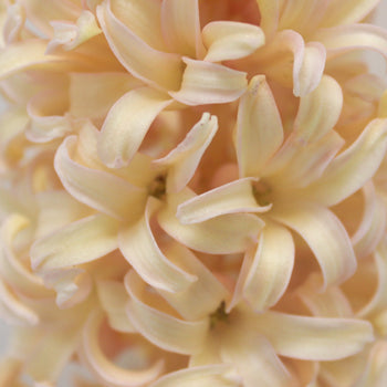 Hyacinth Peach Flower January to April