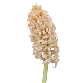 Hyacinth Peach Flower January to April