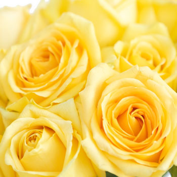Yellow Rose Hummer